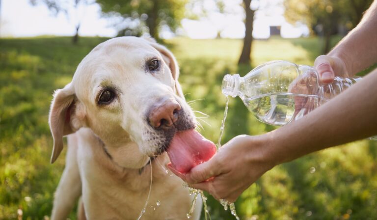 Dog,Drinking,Water,From,Plastic,Bottle.,Pet,Owner,Takes,Care
