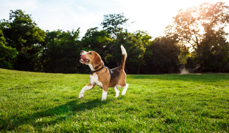 Funny happy beagle dog walking, playing in morning park.