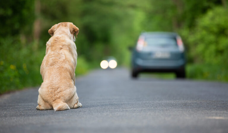 Abandoned,Dog,On,The,Road