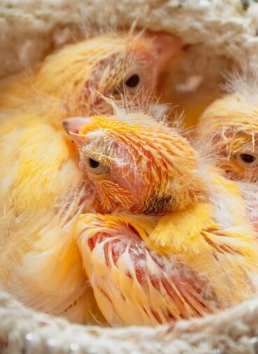 Selective,Focus.,Defenseless,Chicks,Sleep,In,The,Nest.,Newly,Hatched