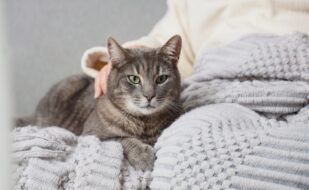 Cute,Cat,With,Senior,Woman,And,Plaid,On,Sofa,At Cute,Cat,With,Senior,Woman,And,Plaid,On,Sofa,At