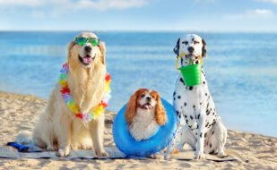 Three,Dogs,At,The,Pet,Friendly,Sea,Beach