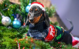 Dachshund,In,Christmas,Sweater,And,Santa,Hat,On,Festive,Tree