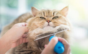 3-dicas-essenciais-para-cuidar-da-pele-e-pelagem-de-caes-e-gatos-BH-Mulher 3-dicas-essenciais-para-cuidar-da-pele-e-pelagem-de-caes-e-gatos-BH-Mulher