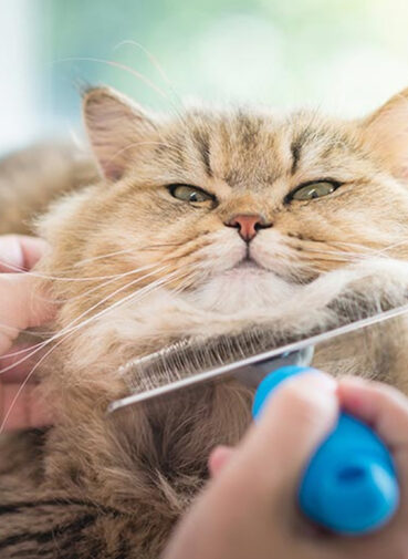 3-dicas-essenciais-para-cuidar-da-pele-e-pelagem-de-caes-e-gatos-BH-Mulher 3-dicas-essenciais-para-cuidar-da-pele-e-pelagem-de-caes-e-gatos-BH-Mulher